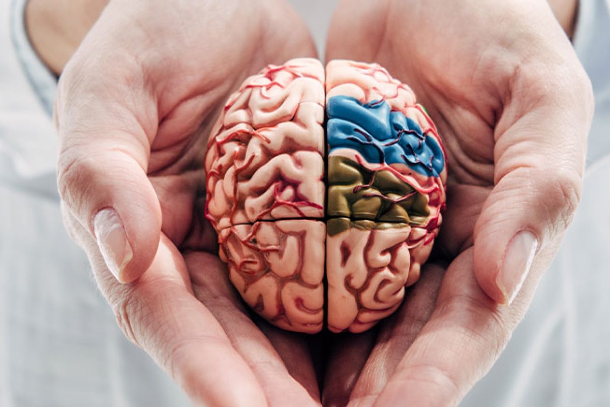 brain model in 2 hands