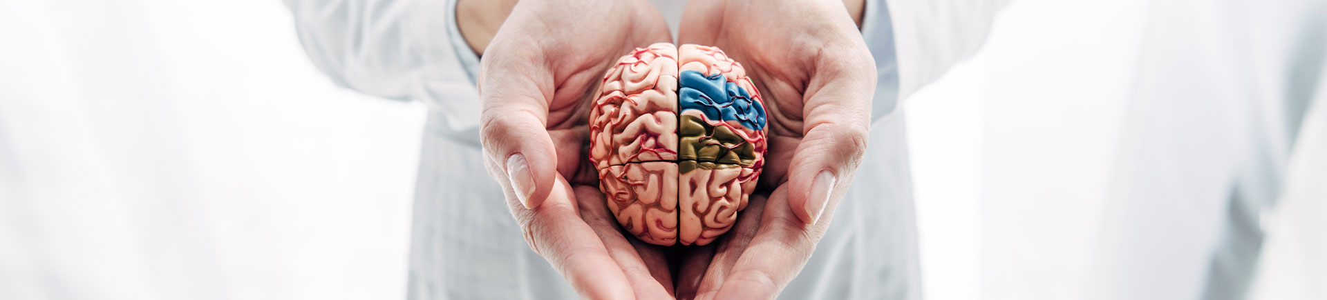 brain model in 2 hands